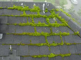 A close up of moss growing on the roof of a house